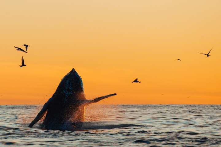 a flock of seagulls flying over a body of water