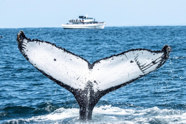 a whale jumping out of the water