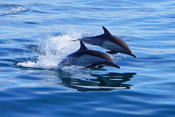 a dolphin swimming in a body of water