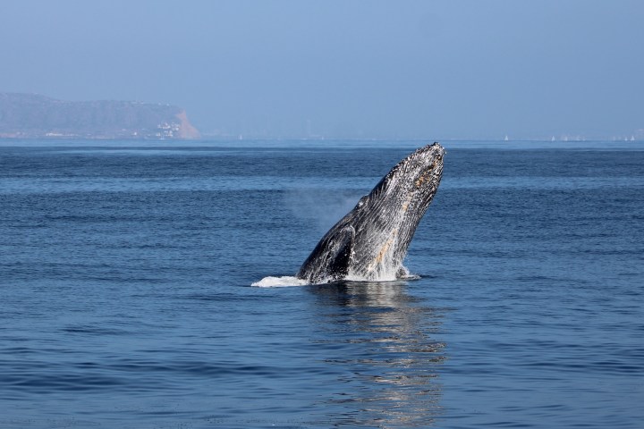 a whale jumping out of a body of water