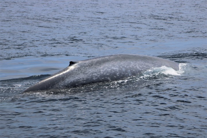 a whale swimming under water