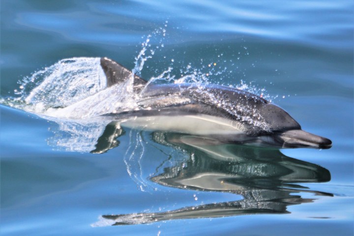 an animal swimming in the water