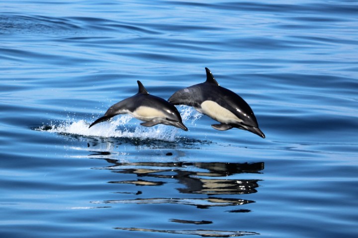 a bird swimming in water next to a body of water